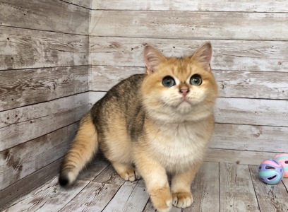 Британский мальчик. Золотая шиншилла