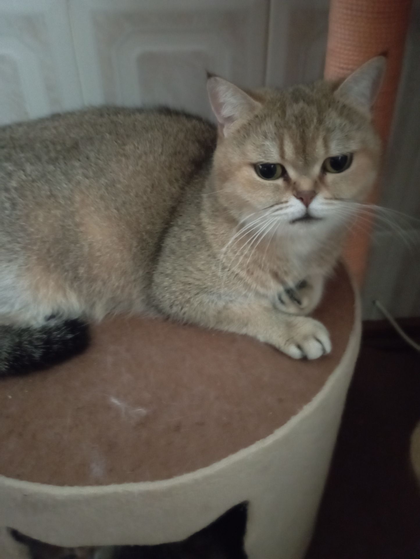 Дівчатка скоттиш фолд Золота шиншила