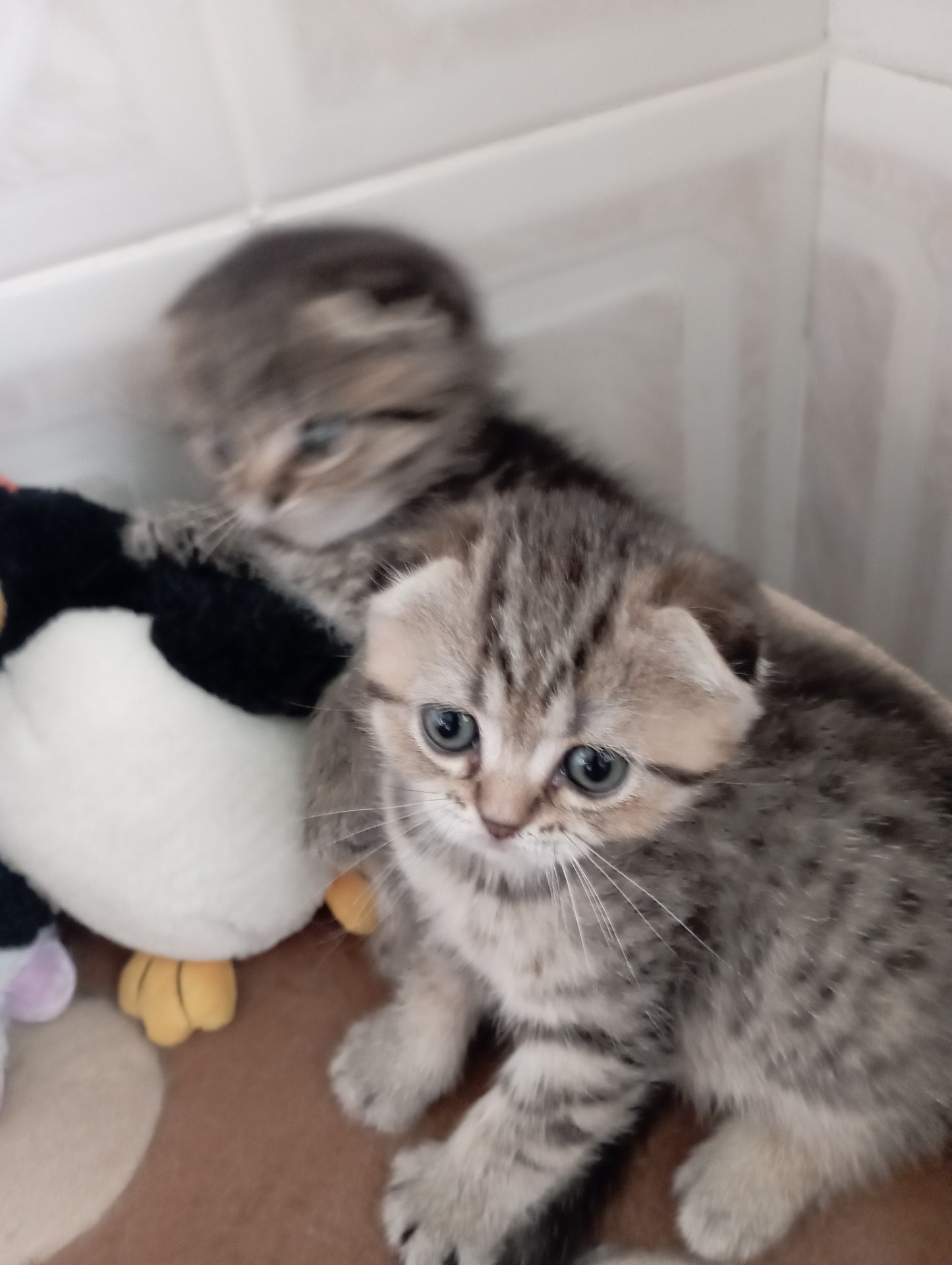 Дівчатка скоттиш фолд Золота шиншила