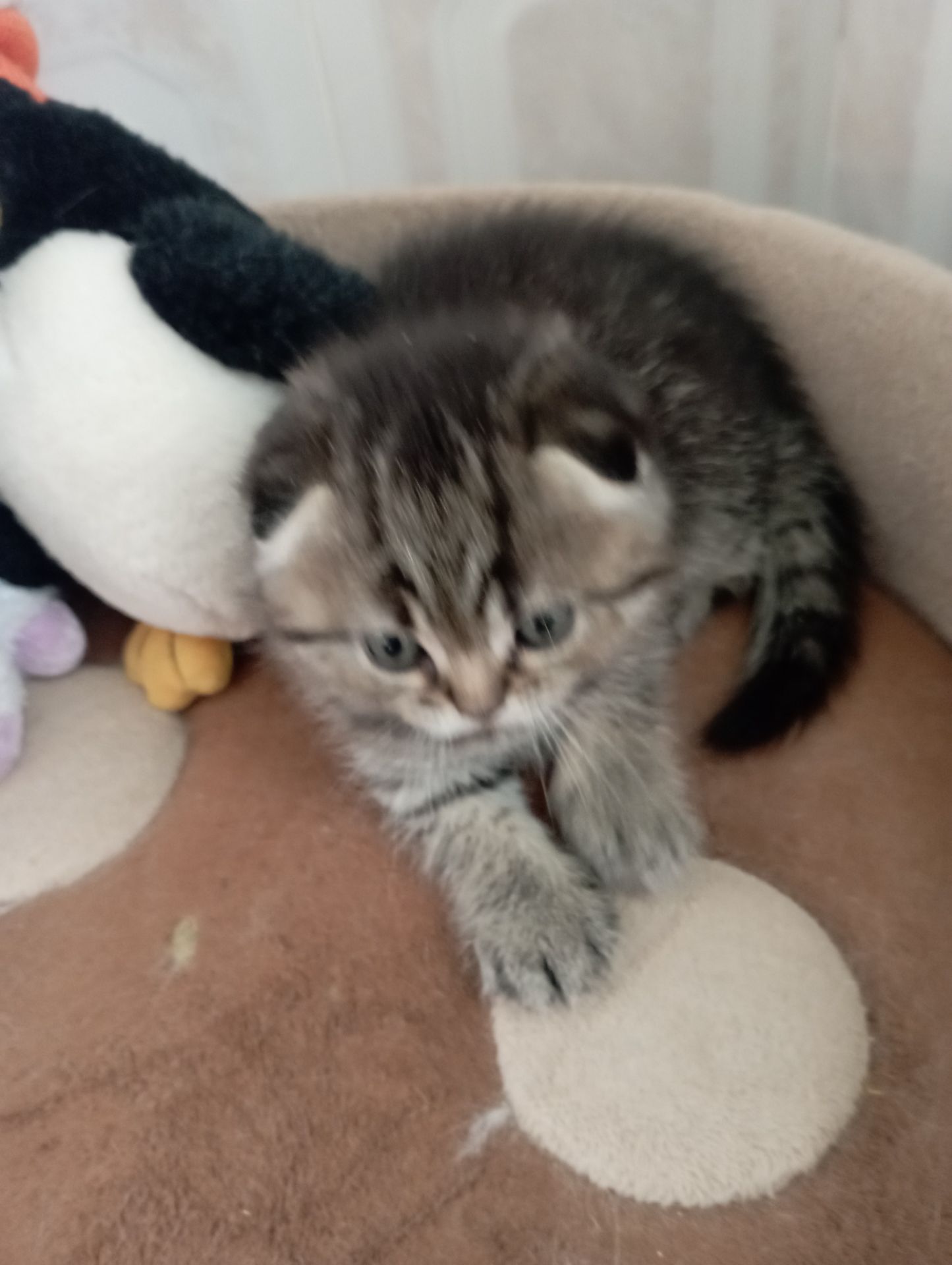 Дівчатка скоттиш фолд Золота шиншила