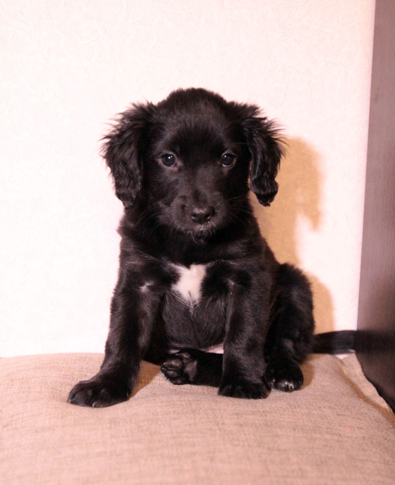 Домашня улюблениця