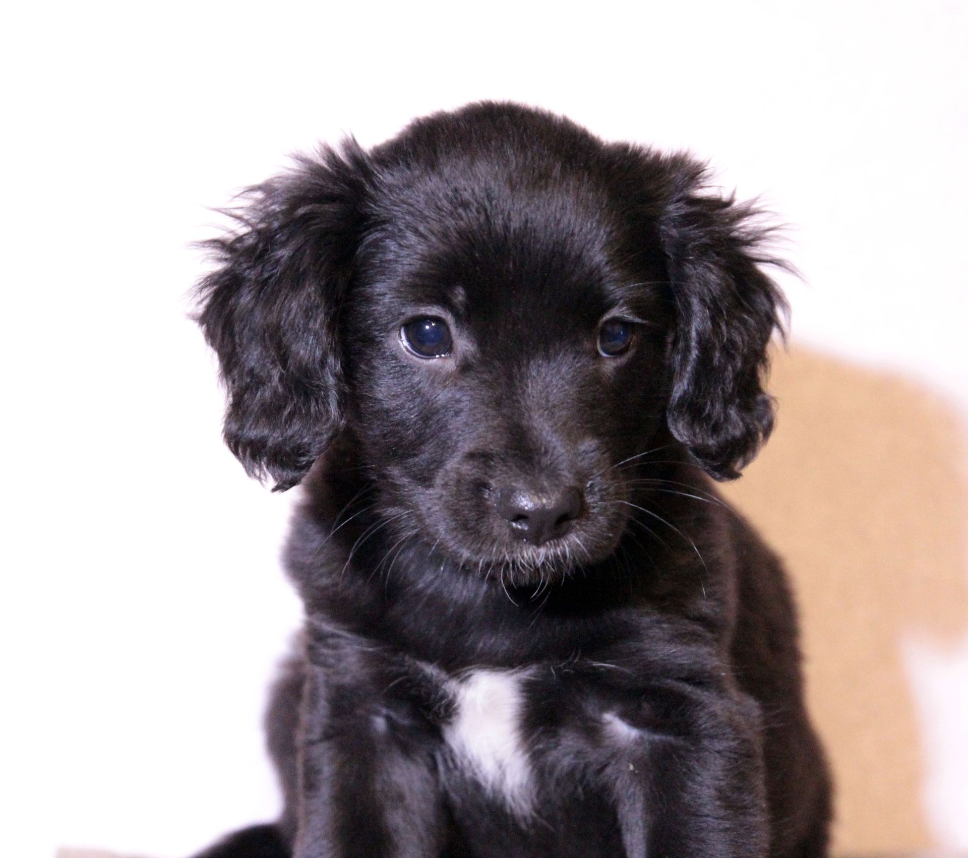 Домашня улюблениця