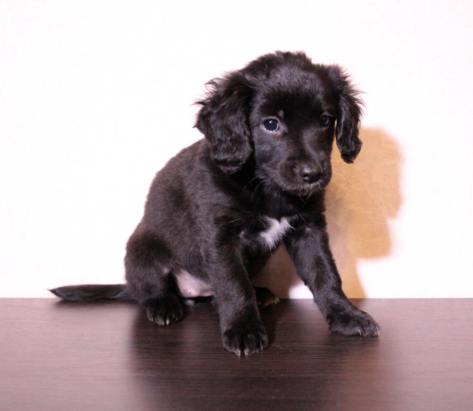 Домашня улюблениця