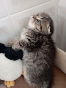 Дівчатка скоттиш фолд Золота шиншила