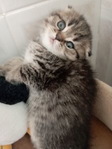 Дівчатка скоттиш фолд Золота шиншила