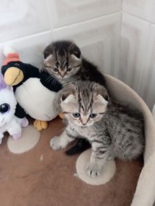 Дівчатка скоттиш фолд Золота шиншила