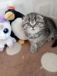 Дівчатка скоттиш фолд Золота шиншила
