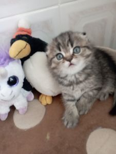 Дівчатка скоттиш фолд Золота шиншила