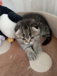 Дівчатка скоттиш фолд Золота шиншила