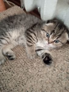 Дівчатка скоттиш фолд Золота шиншила