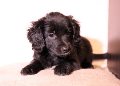 Домашня улюблениця