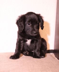 Домашня улюблениця