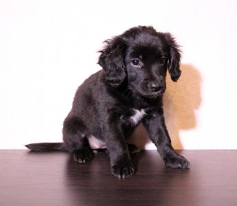 Домашня улюблениця