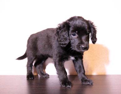 Домашня улюблениця