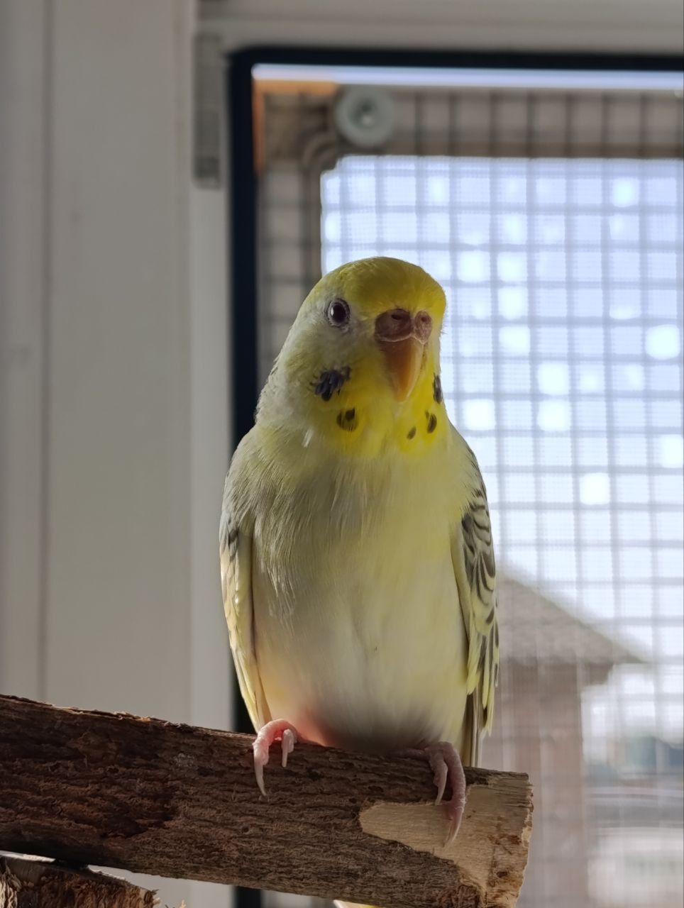 Молода самка хвилястого папуги