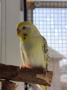 Молода самка хвилястого папуги