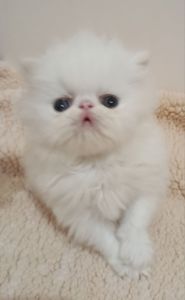Білосніжні персидські кошенята