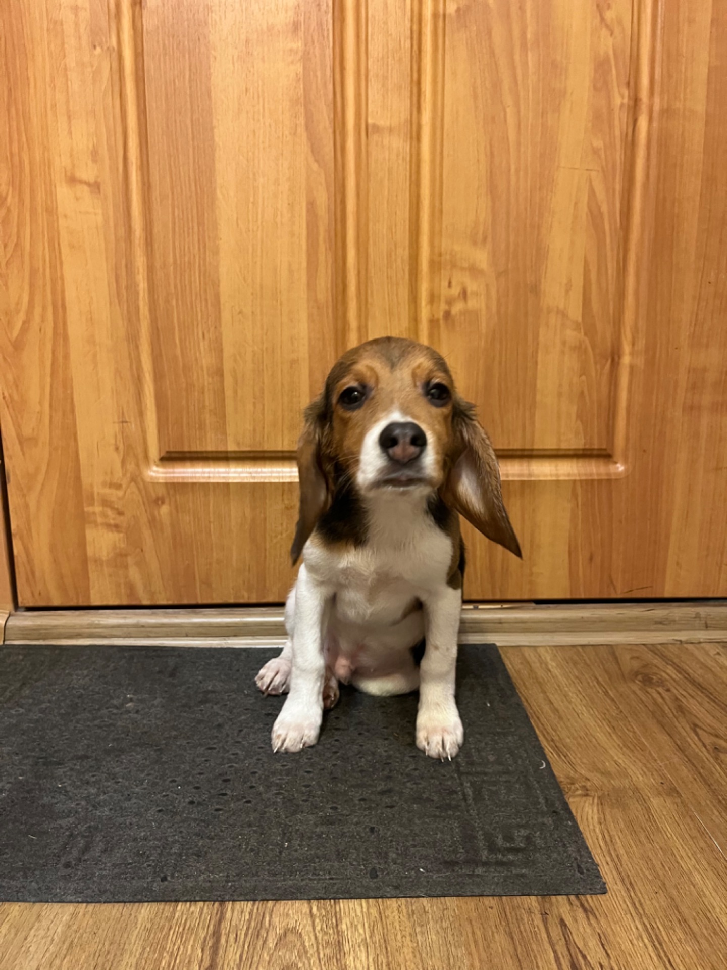 Цуценя породи бігль