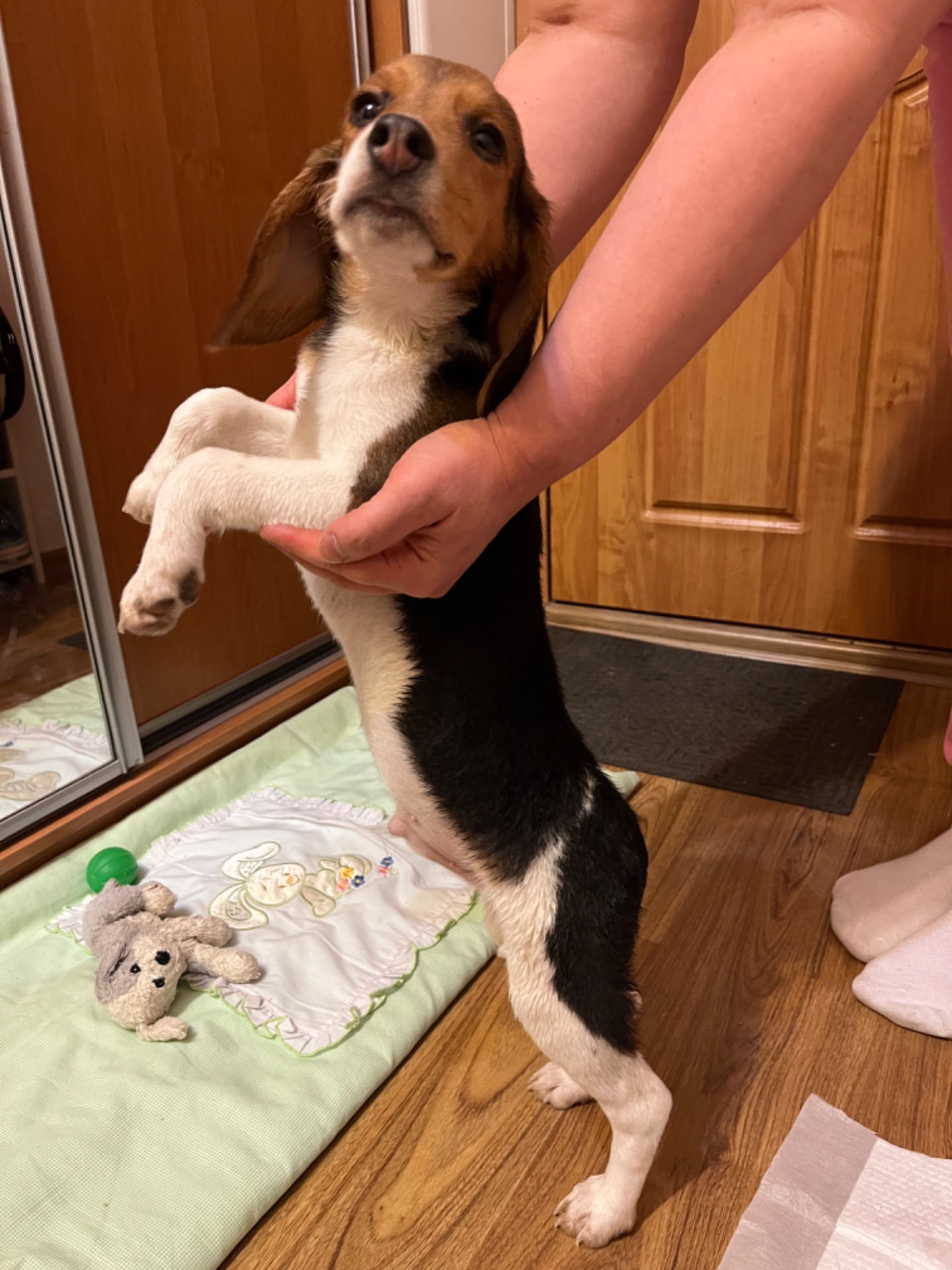 Цуценя породи бігль