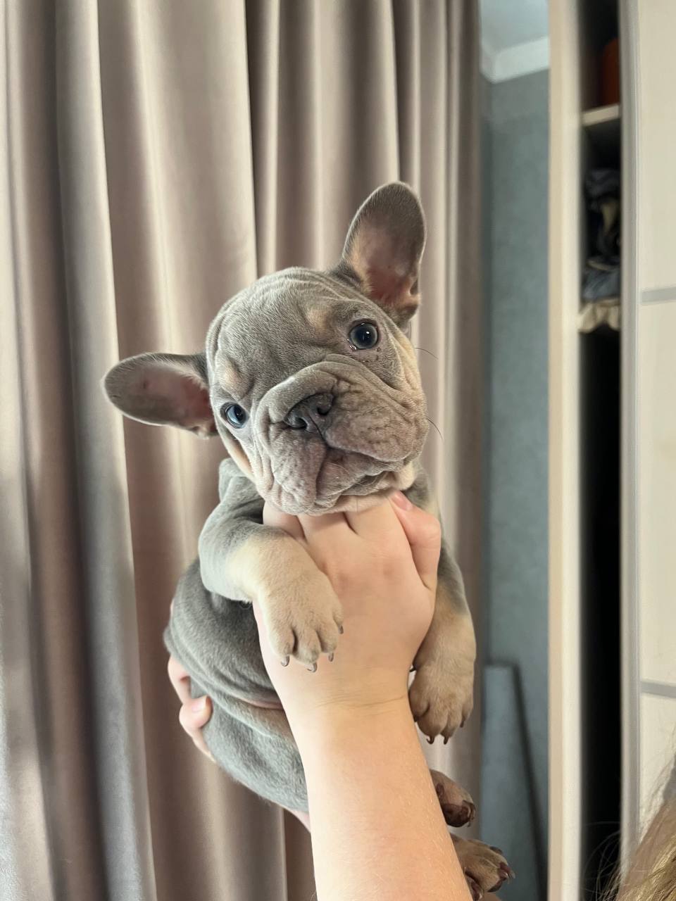 Французькі бульдоги