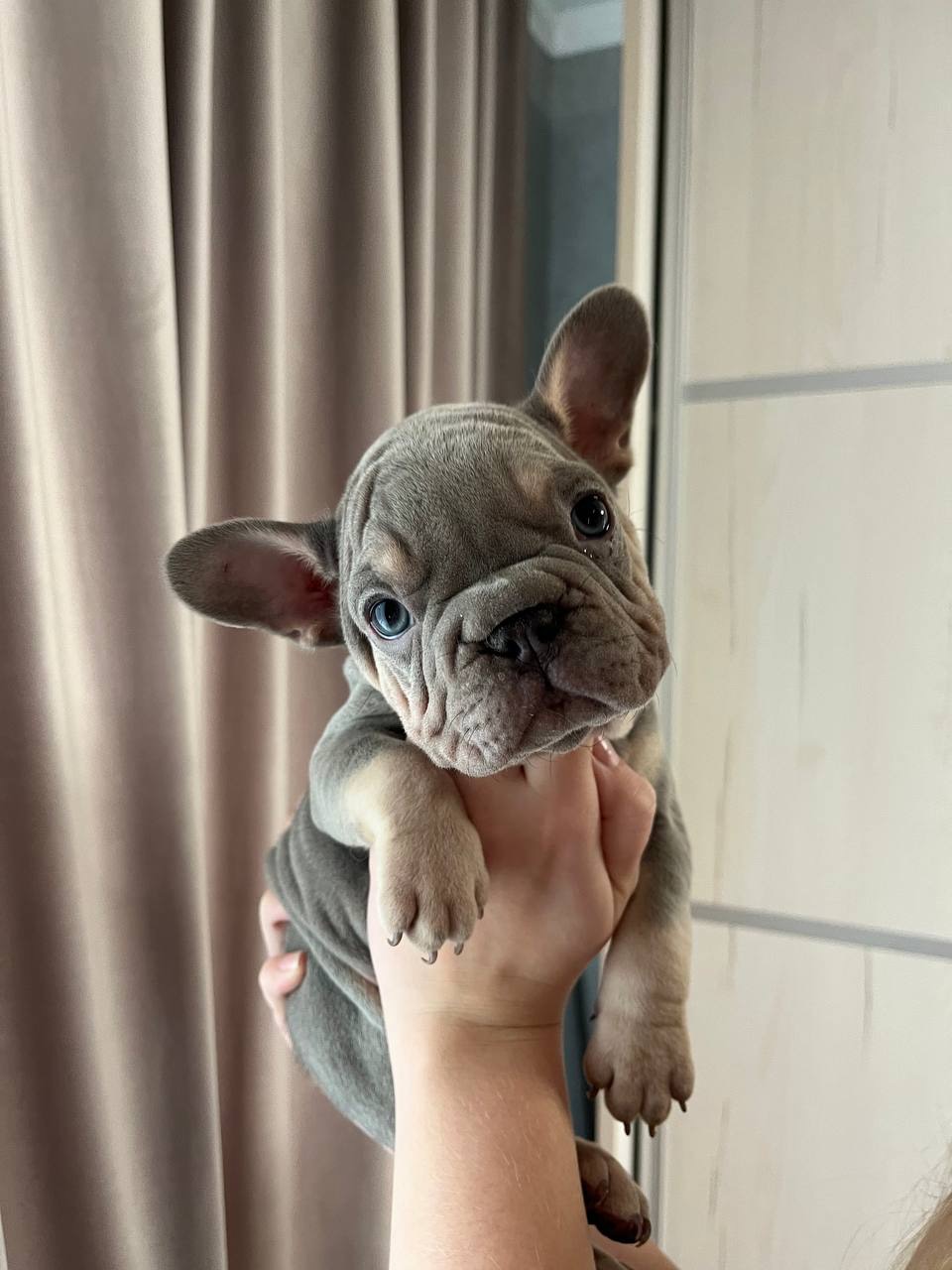 Французькі бульдоги