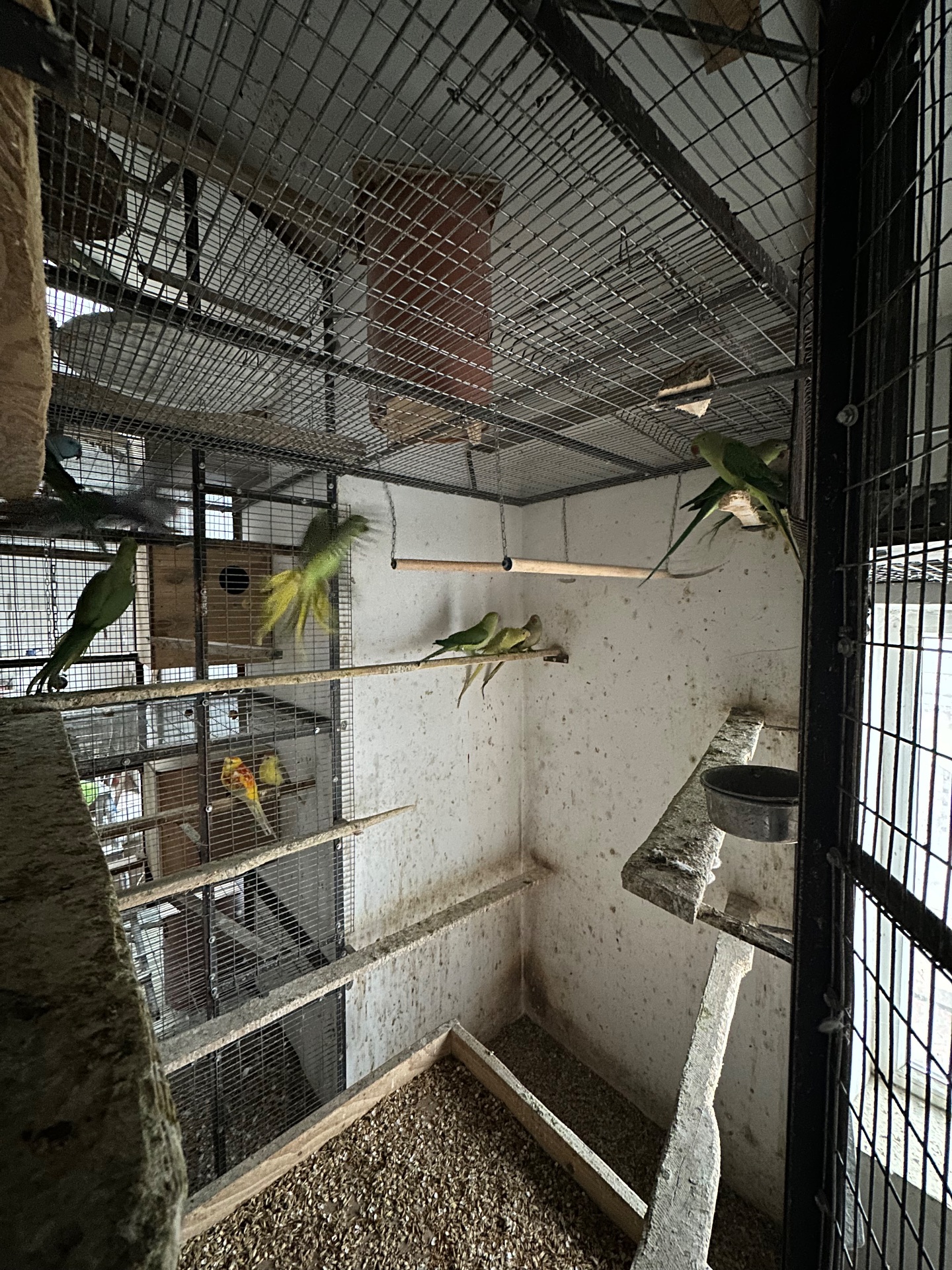 Ожереловий папуга