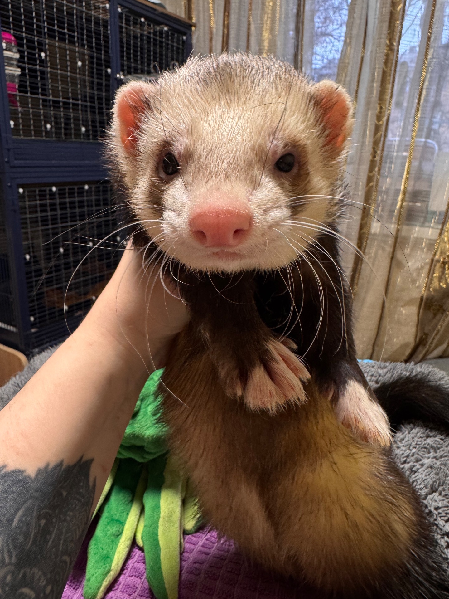 Хорёк мальчик