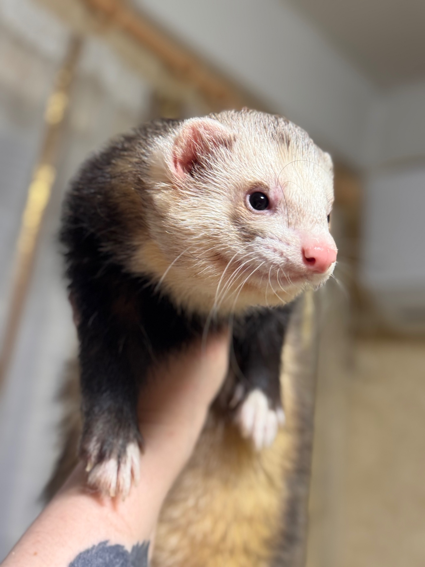 Хорёк мальчик