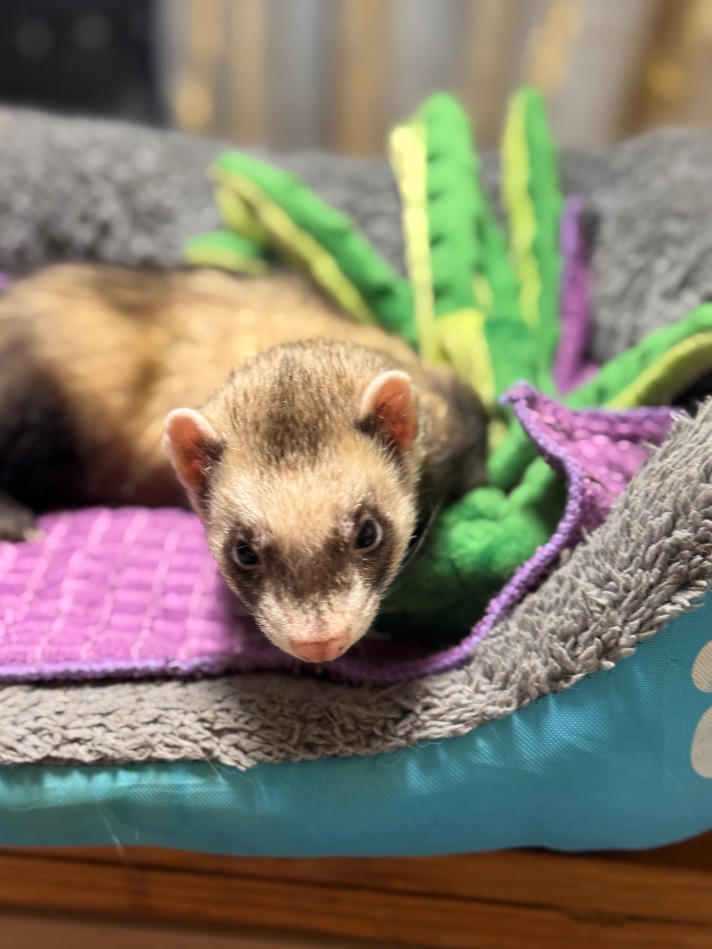 Хорёк девочка