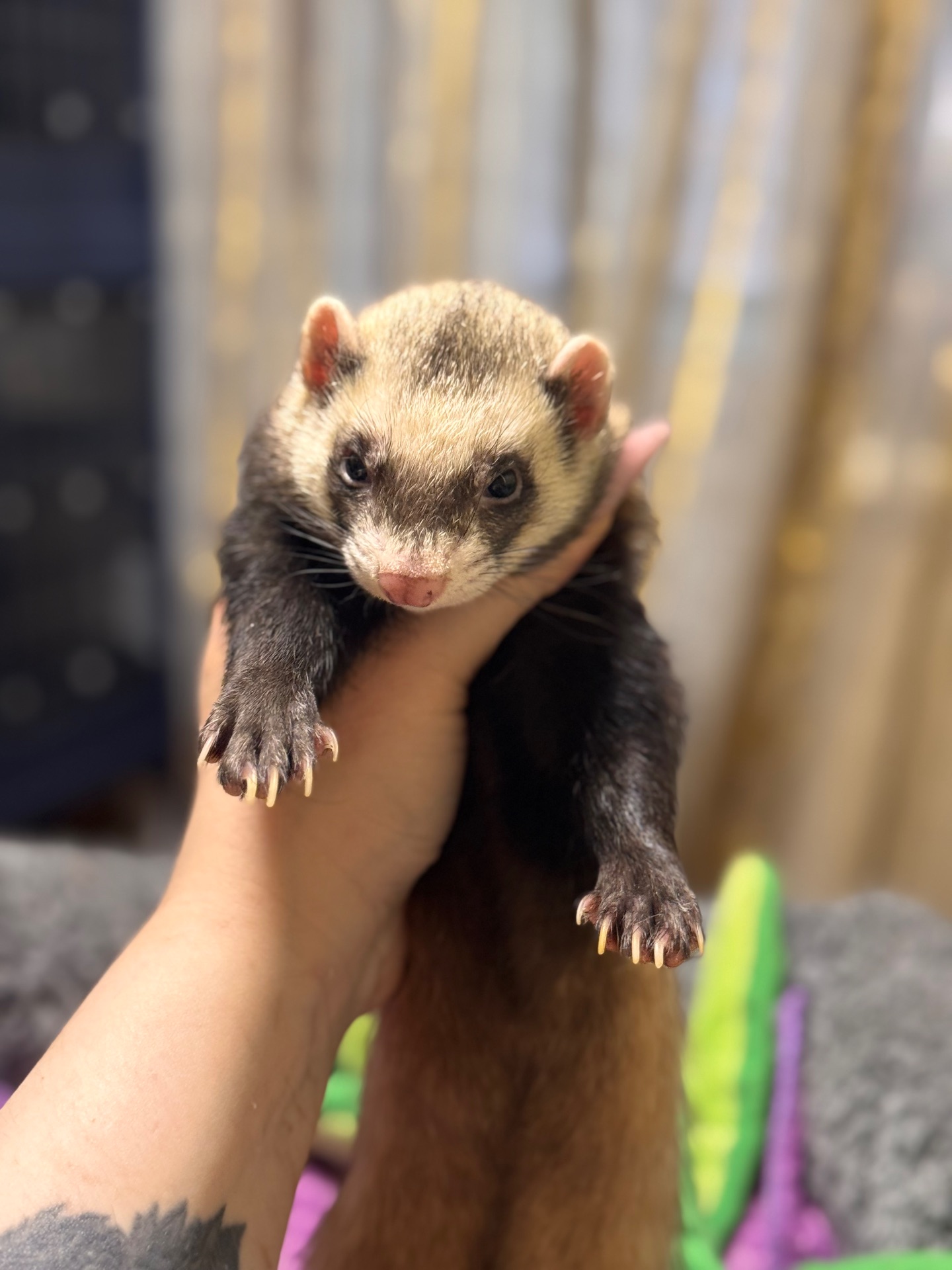 Хорёк девочка