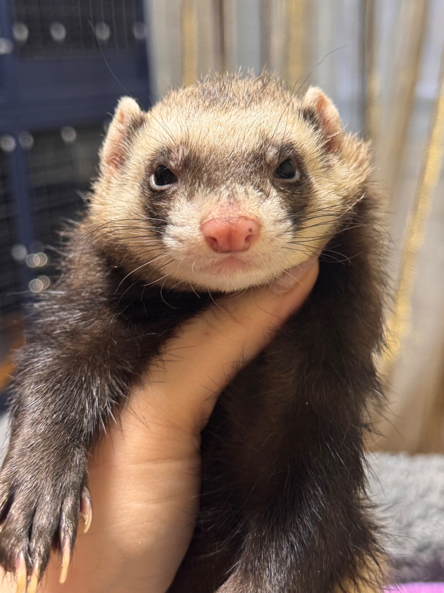 Хорёк девочка