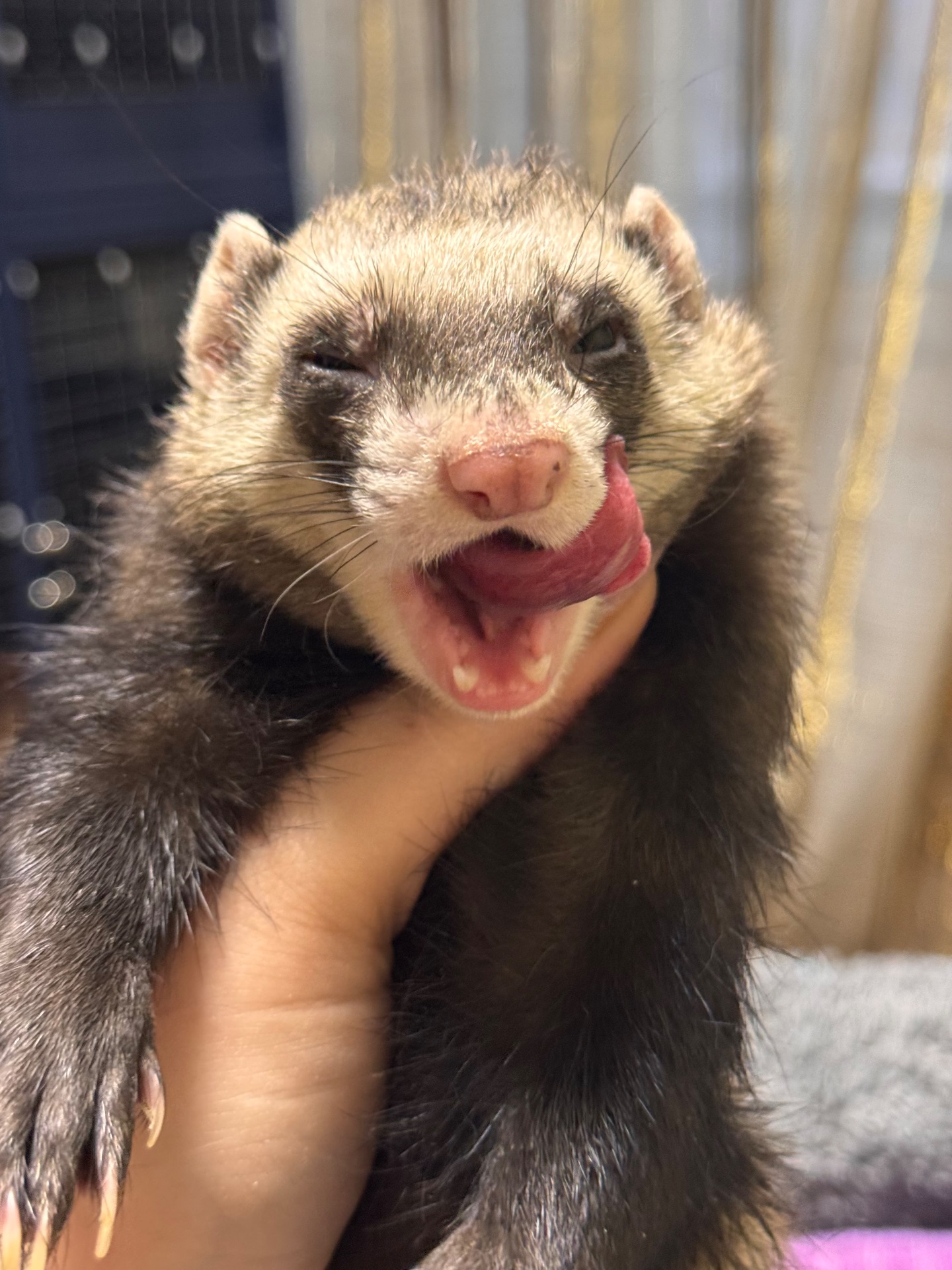 Хорёк девочка