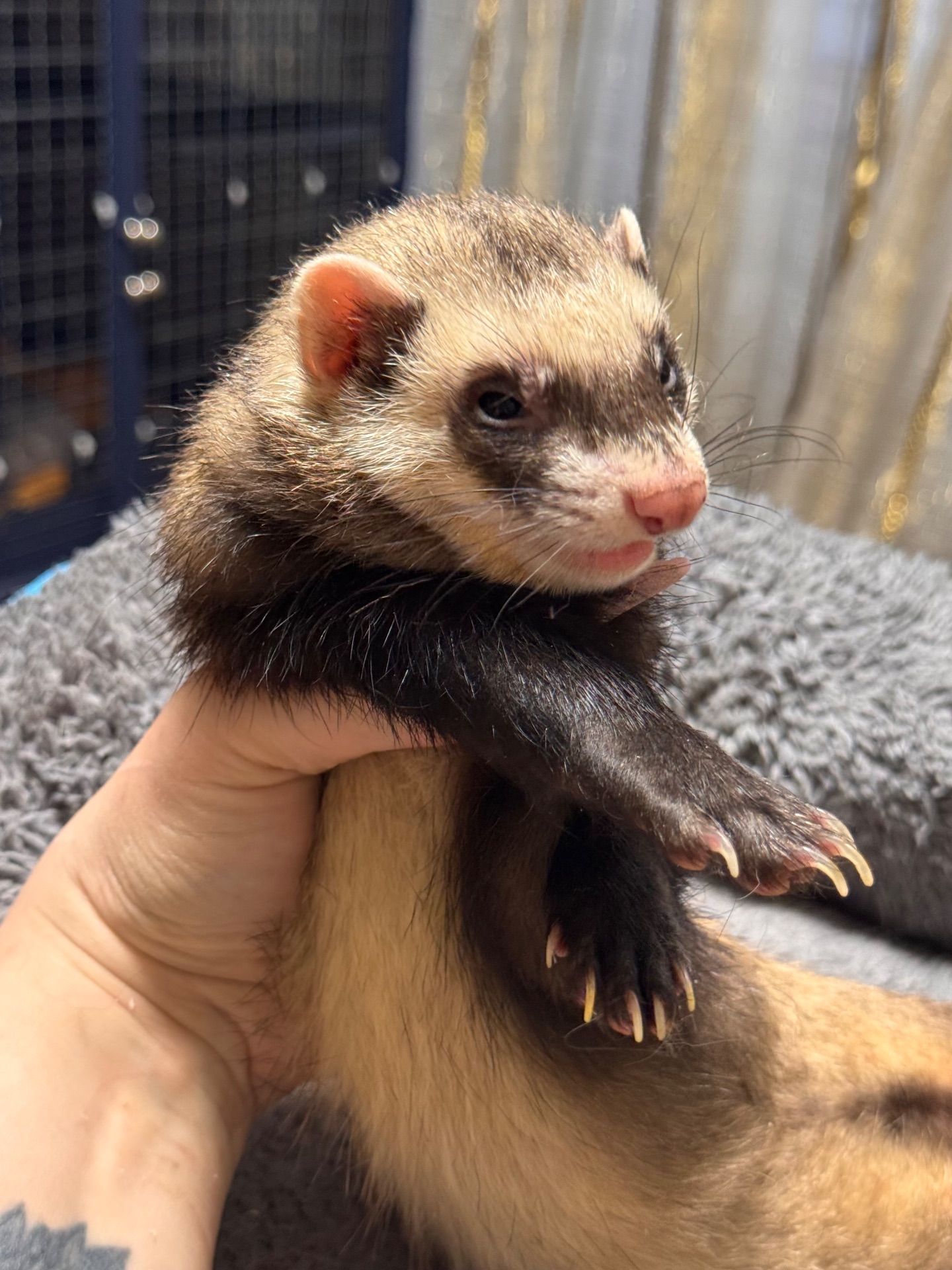 Хорёк девочка