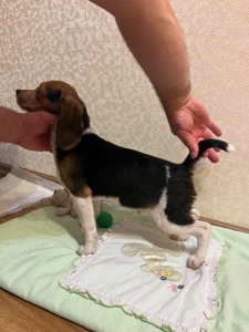 Цуценя породи бігль