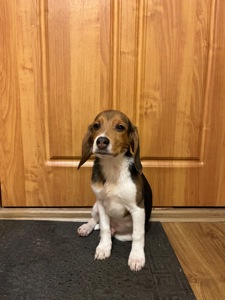 Цуценя породи бігль