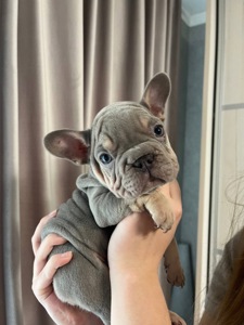 Французькі бульдоги