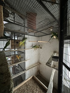 Ожереловий папуга