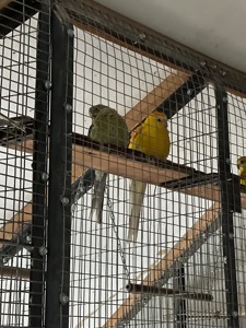 Продаж співочих папуг