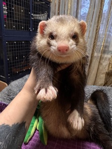 Хорёк мальчик