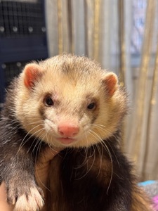 Хорёк мальчик