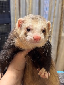 Хорёк мальчик