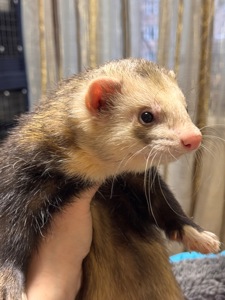 Хорёк мальчик