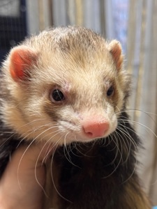 Хорёк мальчик