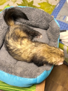 Хорёк мальчик