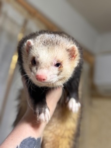 Хорёк мальчик