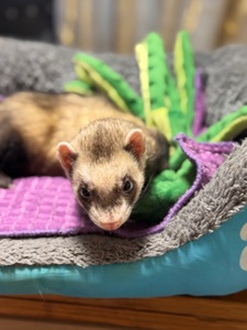 Хорёк девочка