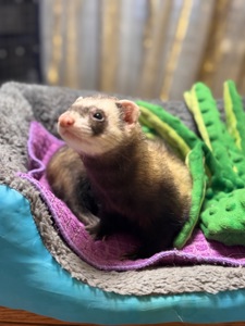 Хорёк девочка