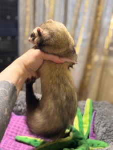 Хорёк девочка