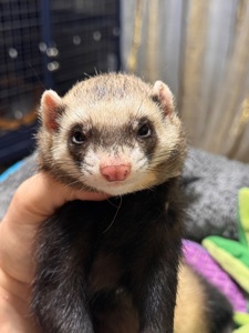 Хорёк девочка