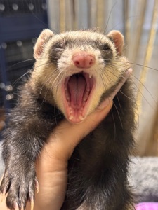 Хорёк девочка